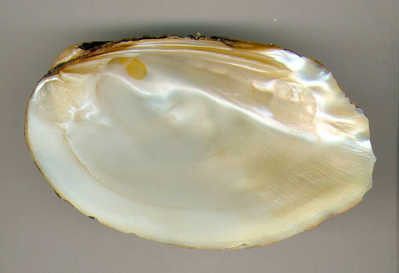 Bivalve dacqua dolce Nordamericano